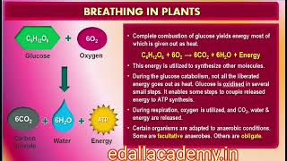 Glycolysis amp Fermentation  CBSE Class 11th Biology  Respiration in Plants  NEET 2025 Revision [upl. by Tigdirb]