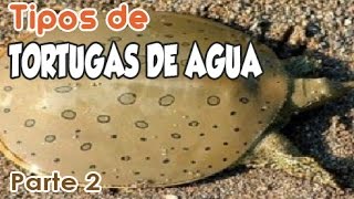 Tipos de tortugas de agua dulce  Parte 2 [upl. by Hamimej830]