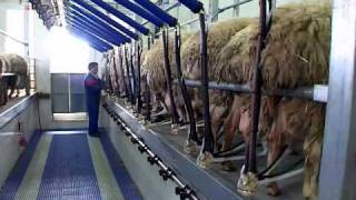 MidiLine™ Melksystem SG300  DeLaval Automated Milking Solutions  DeLaval [upl. by Elimaj501]