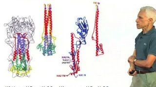 Hemagglutinin conformational changes  Stephen Harrison HarvardHHMI [upl. by Mccord]