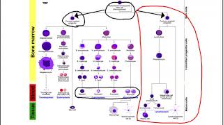 Leukopoiesis and Leukemia Overview [upl. by Mccallion]