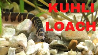 How to Take Care of Kuhli Loaches [upl. by Robi284]