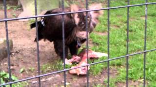 Cinereous Vulture eat carcas  Planckendael [upl. by Premer]