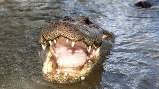 Alligator Captures Python 05  Deadly Animal Attacks [upl. by Publius]