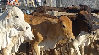 Feira de gado em Dois Riachos Al 30102024nordeste [upl. by Ennairej]