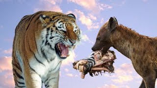 Siberian Tiger VS Spotted Hyena Tiger vs Hyena Fight Animal Battle [upl. by Morville]