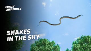 These Terrifying Snakes Can Fly [upl. by Cerys]