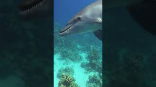 What Do Dolphins Sound Like Underwater [upl. by Chinua744]