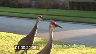 Sand Hill Cranes  Noisy Bachelor Flock [upl. by Hunley522]