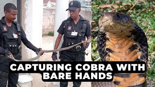 Security officer captures Mozambican spitting cobra with bare hands  NEWS IN A MINUTE [upl. by Friedman]