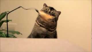 Introducing Larry the Brown Mackerel Tabby Exotic Shorthair Cat [upl. by Ahsienel948]