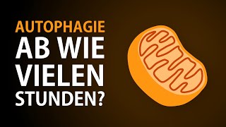 Wie lange fasten um die Autophagie zu aktivieren Ab wie vielen Stunden beginnt die Autophagie [upl. by Essilem765]