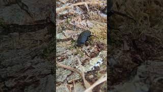 A chunky little female Stag Beetle under a log Lucanus cervus [upl. by Nymassej]