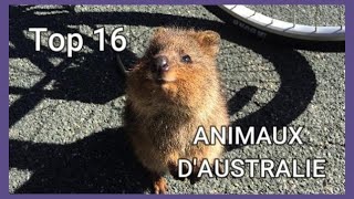 Top 16 des Animaux Endémiques dAustralie [upl. by Talyah846]