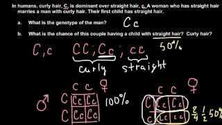 How to solve simple Mendelian genetics problems [upl. by Cully257]