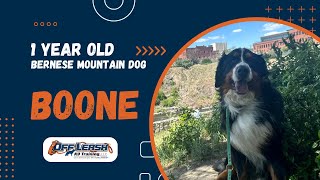 Bernese Mountain Dog 1 yo “Boone”  Amazing Bernese Mountain Dog Training Spokane [upl. by Feune]