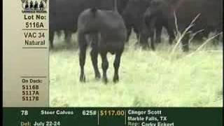 Superior Livestock Value Added Calves [upl. by Akamaozu]