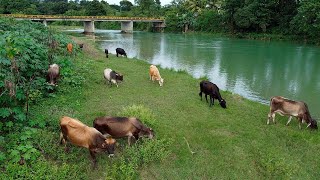 La vida del campo en el río de Sabaneta de Yasica los brazos de Jamao al norte república Dominicana [upl. by Lorelie135]