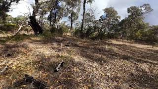 Joondalup Western Australia Bush quotwalkingquot by DJI Avata 2 FPV Drone [upl. by Virge]