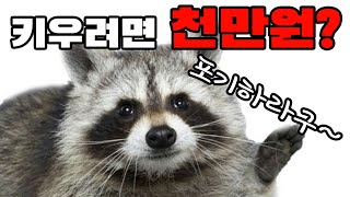 라쿤을 키우는데 필요한 초기비용 월유지비용 추가비용 처음 키울때 비용 입양 비용  한달 비용 [upl. by Aradnahc]