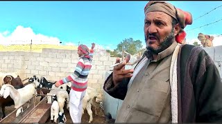 Life of the Indigenous Bedouins  Welcome to Jordan 🇯🇴 [upl. by Adelbert271]