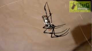 Nephila madagascariensis female molting [upl. by Zubkoff]