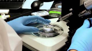 Zebrafish Microinjection Video  Full Version [upl. by Daiz]