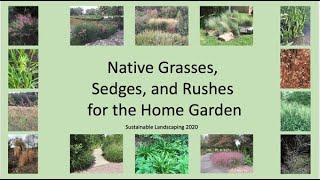 Native Grasses Sedges and Rushes for the Home Landscape [upl. by Lorolla186]