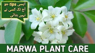 care of Marwa Murray plant [upl. by Eddana]