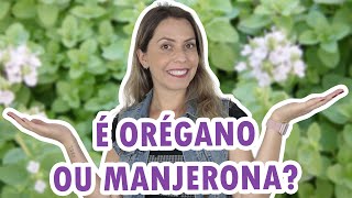 Qual a diferença entre MANJERONA e ORÉGANO  Para que serve e como cuidar da MANJERONA [upl. by Etnoek]