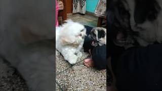 shihtzudog vs pugdog fighting short video  dogfight shihtzudog pugdog [upl. by Oza404]