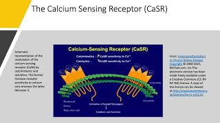 Calcium Part 2 Calcium Homeostasis 1 [upl. by Naujat]