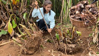 Dig Arrowroot To Make Dessert  Arrowroot Recipe  Cooking with Sreypov [upl. by Cedell]