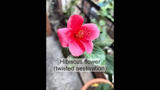 DIFFERENT TYPES OF AESTIVATION IN THE FLOWERING PLANTS Aprojeet2008 [upl. by Aihsemak631]