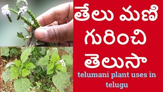 తేలుమణి గురించి తెలుసానాగ దంతి telumani plant uses in telugu [upl. by Esila]