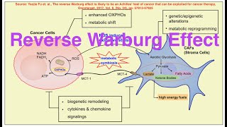 Reverse Warburg EffectTwo Compartment Metabolic CouplingMetabolic Reprogramming in Cancel Cells [upl. by Nilats]