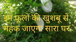 जबरदस्त खुशबू फैलाने वाले पौधे👉 How to grow and care Aromatic  Scented flowering plants in India [upl. by Joub99]