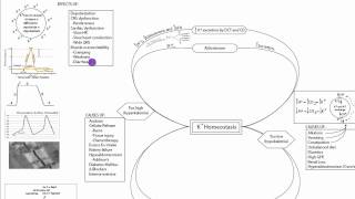 Potassium Homeostasis Part 2 [upl. by Elay]