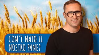 Come il grano tenero è diventato il frumento più diffuso al mondo  Levoluzione dei grani [upl. by Rebme]