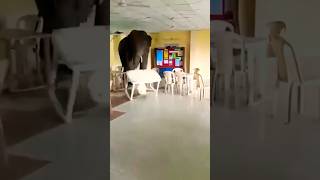 Wild Elephant went inside a Military Mess😳😱 shorts video [upl. by Marb]