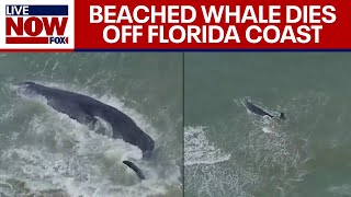 Beached sperm whale dead off Florida coast Venice Beach officials confirm  LiveNOW from FOX [upl. by Ddarb]