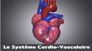 Le système cardiovasculaire [upl. by Aisa]