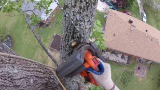 A Leaning Poplar Tree Take Down for A Friend [upl. by Nedrob]