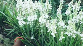 Care Of Ornithogalum Flower Plant  Care Of Chincherinchee Flower Plant [upl. by Eenobe]