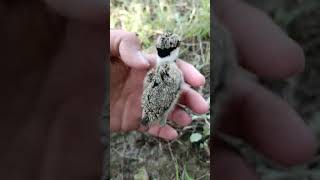 Tiny Lapwings Adventures of Redwattled Lapwing Babies shorts [upl. by Range]