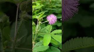 Today we take a look at The Sensitive Plant Mimosa pudica [upl. by Halie]