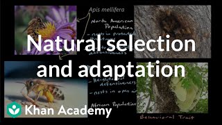 Natural selection and adaptation  Mechanisms of evolution  High school biology  Khan Academy [upl. by Elyc]