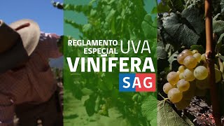 Reglamento especial de uva vinífera [upl. by Ahilam]