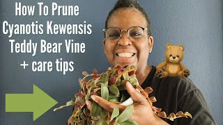 35 How To Prune Cyanotis Kewensis 🐻 Teddy Bear Vine  Care Tips [upl. by Rickart]