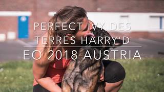 Ivy EUROPEAN OPEN Agility 2018 Austria [upl. by Weisberg]